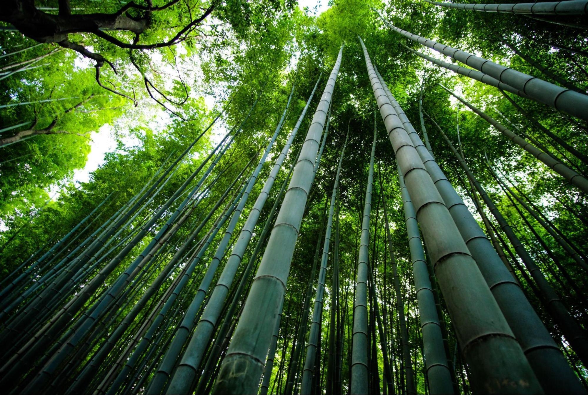 臺灣各地常見的竹子適合發展自然碳匯，固碳量是樹木的 2-4 倍